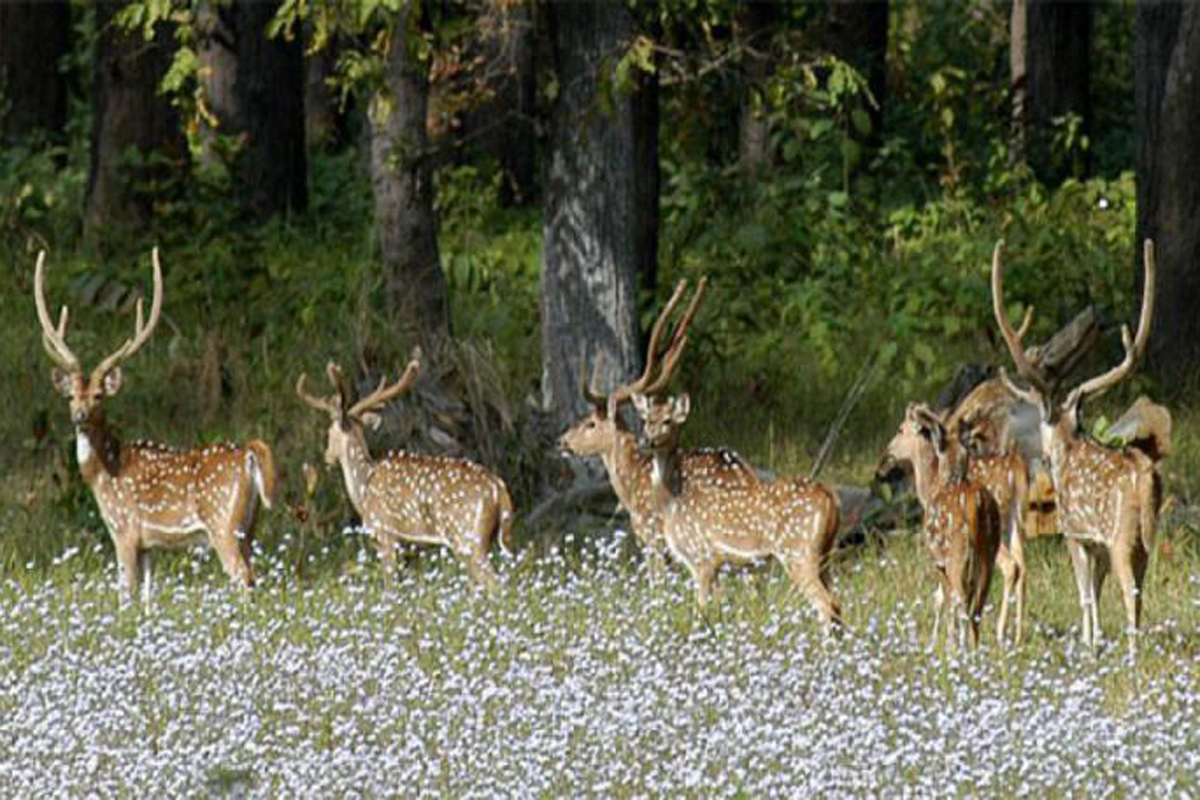 Suklaphanta Wildlife Reserve