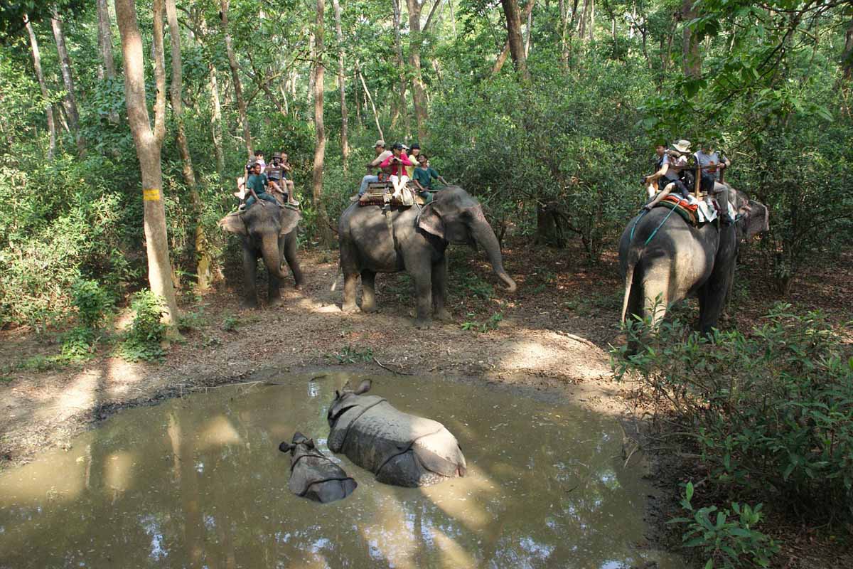 Chitwan tour package-1 Night/ 2 Days Package 