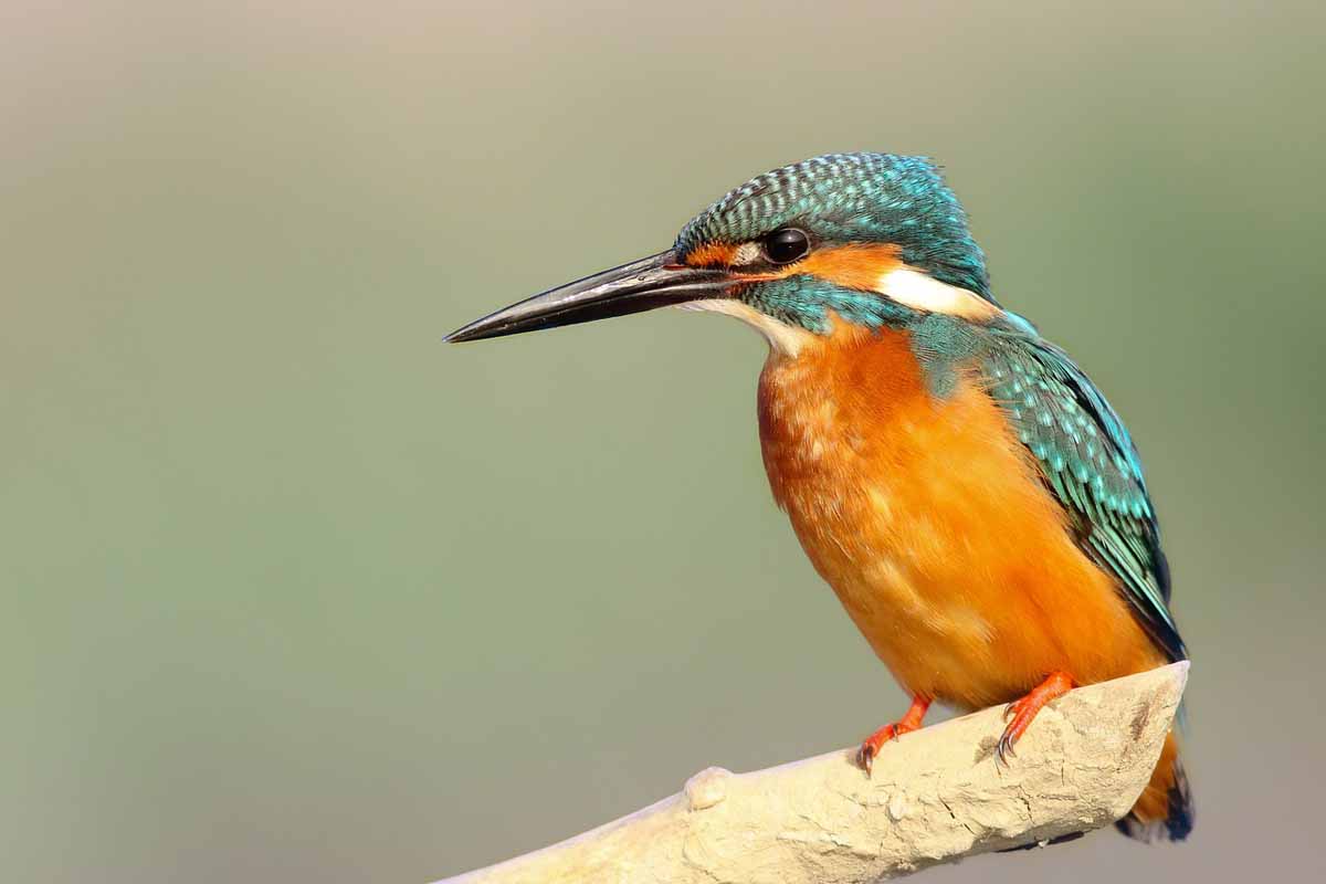 Bird Watching